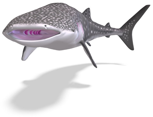 Le requin baleine (Rhincodon typus)