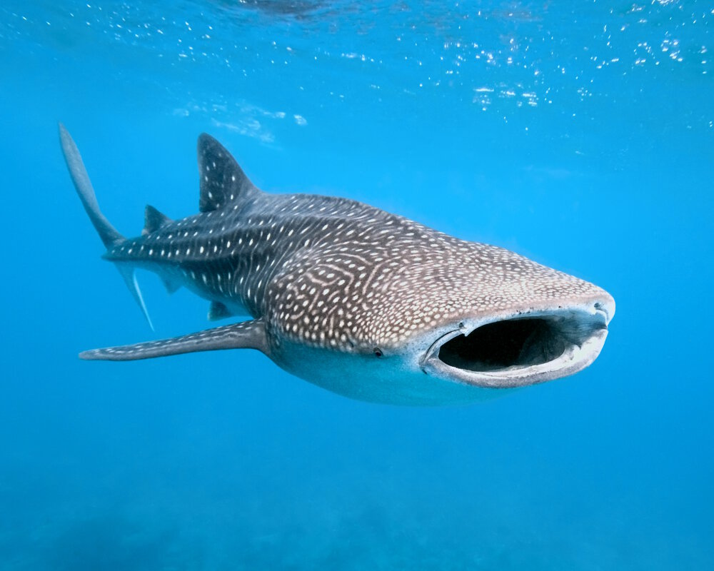 Le requin baleine ne se nourrit que de plancton par filtration de l'eau de mer la bouche grande ouverte !