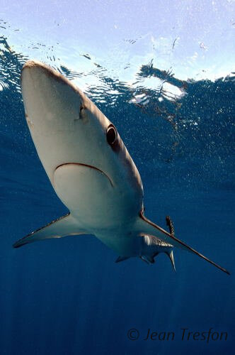 Le requin bleu présente un long nez pointu !