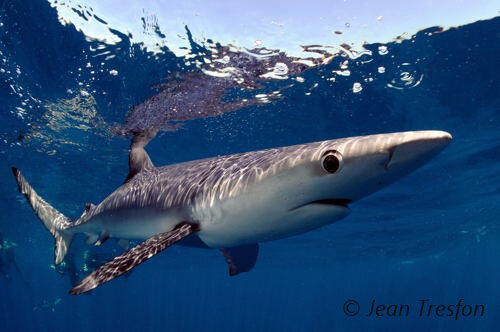 Le requin bleu présente un corps très effilé !