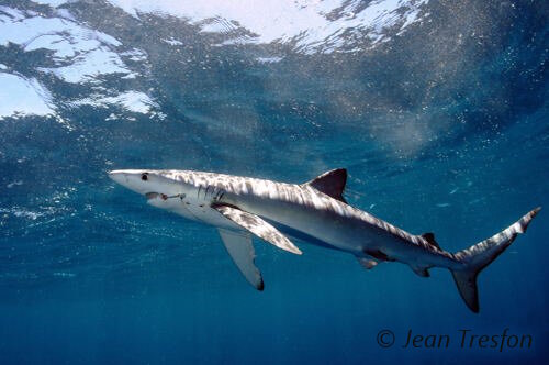 Le requin bleu présente de longues nageoires pectorales.