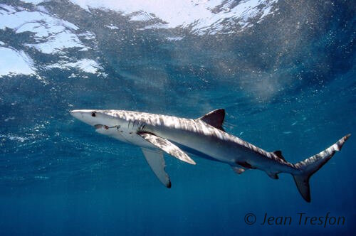 The blue shark has long pectoral fins