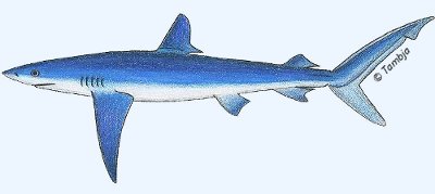 Le requin bleu (Prionace glauca)