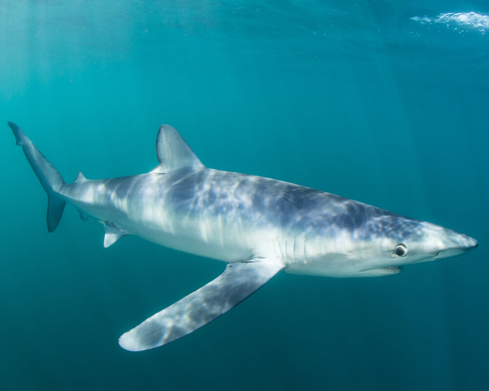 Le requin bleu (Prionace glauca)