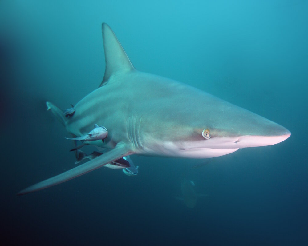 The blacktip shark (Carcharhinus limbatus) The blacktip shark (Carcharhinus limbatus)