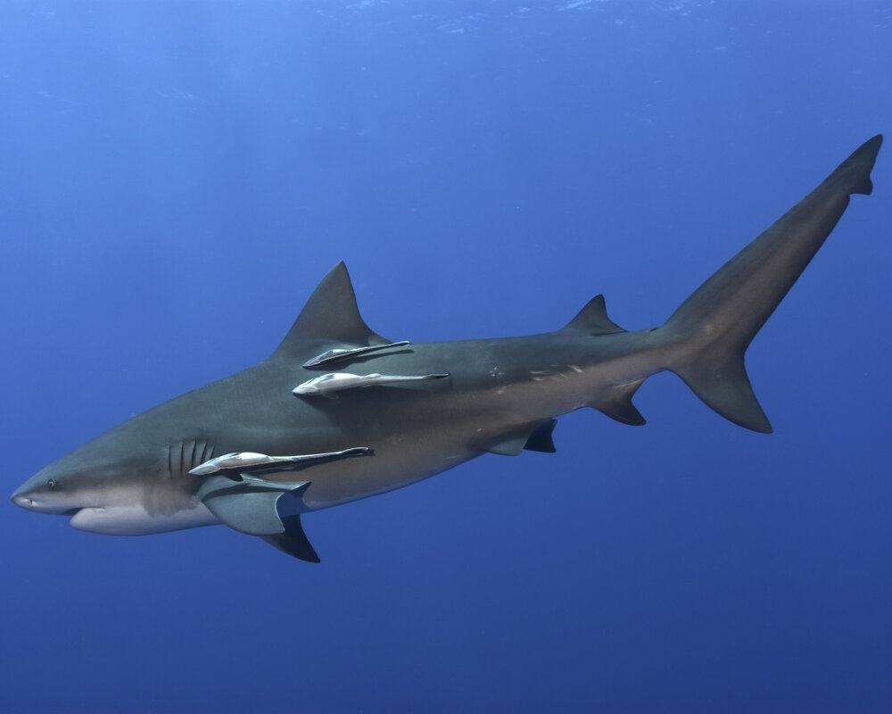Le requin bouledogue ou requin du Zambèze (Carcharhinus leucas)