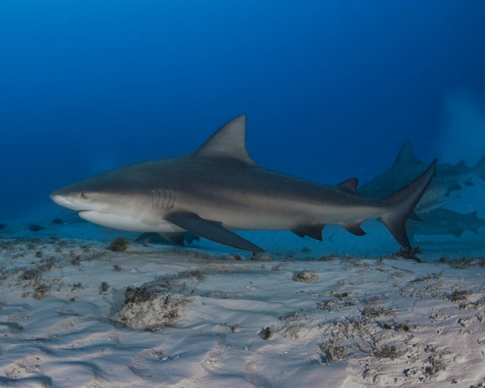 Le requin bouledogue ou requin du Zambèze (Carcharhinus leucas)