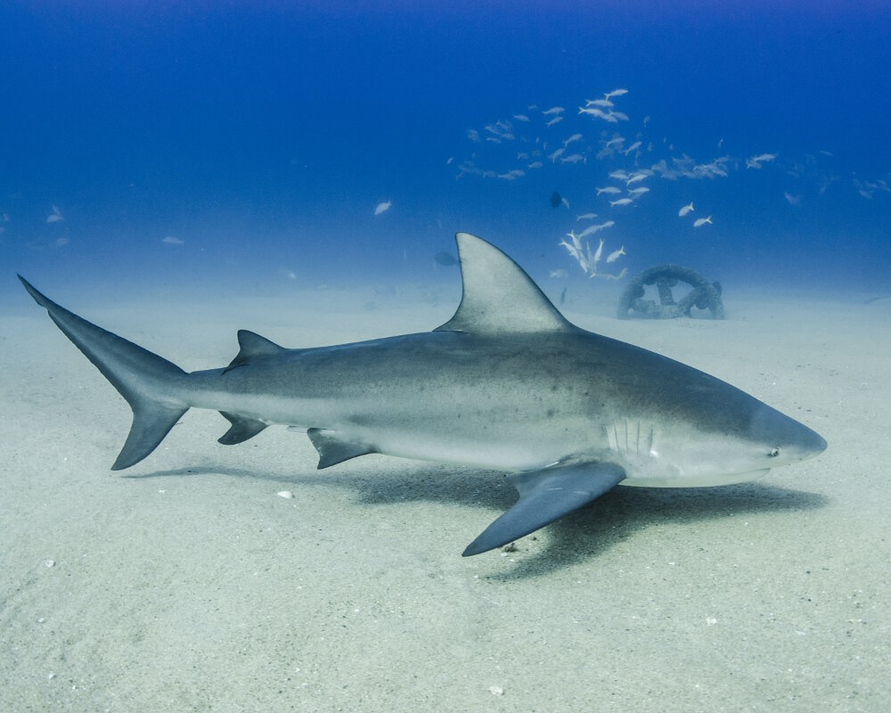 Le requin bouledogue ou requin du Zambèze (Carcharhinus leucas)