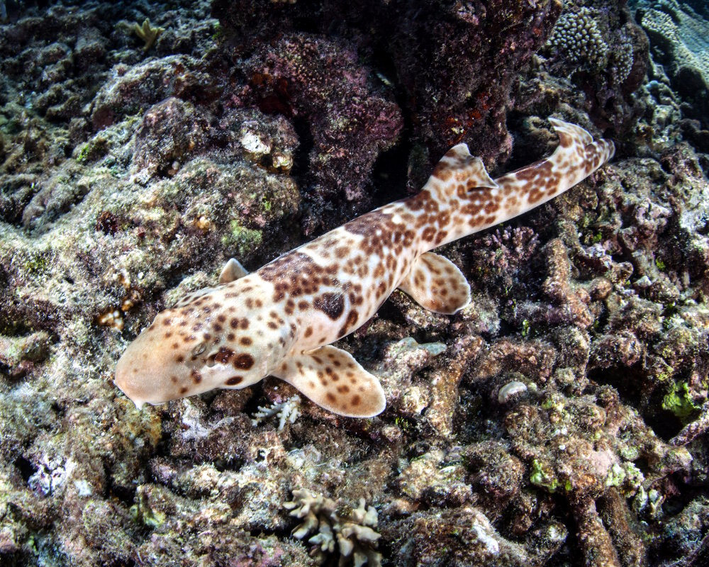 Le requin chabot grivelé (Hemiscyllium freycineti)