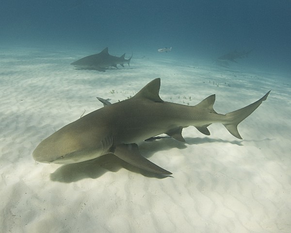 Le requin citron a la particularité de disposer de 2 nageoires dorsales sensiblement de la même taille !