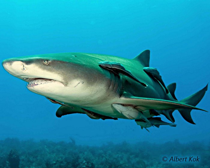 Le requin citron en fidèle compagnie de rémoras !