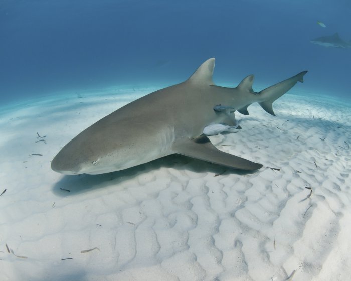 Le requin citron fréquente les eaux côtières et les récifs coralliens.