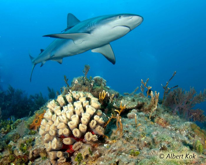 Le requin de récif des Caraibes fréquente les récifs coraliens.