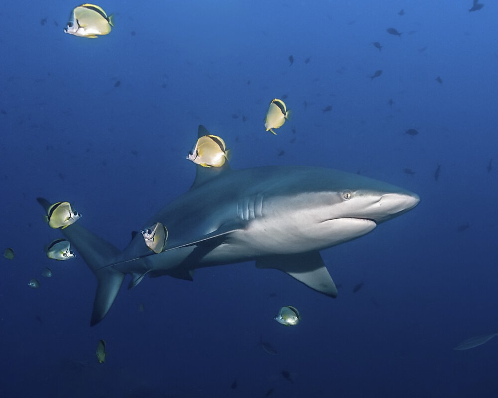 Le requin des Galapagos (Carcharhinus galapagensis)