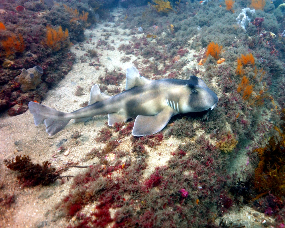 Le requin dormeur à crête (Heterodontus galeatus) Le requin dormeur à crête (Heterodontus galeatus)