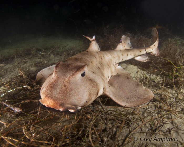 Le requin dormeur cornu (Heterodontus francisci)