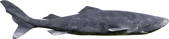Le requin du Groenland (Somniosus microcephalus) Le requin du Groenland (Somniosus microcephalus)