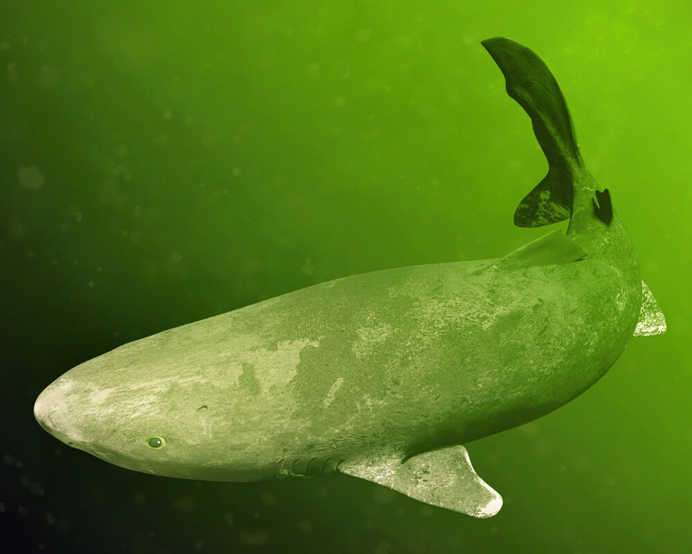 Le requin du Groenland (Somniosus microcephalus) Le requin du Groenland (Somniosus microcephalus)