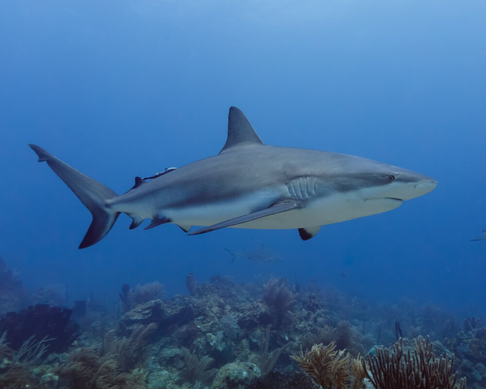 Le requin gris de récif (Carcharhinus amblyrhynchos)