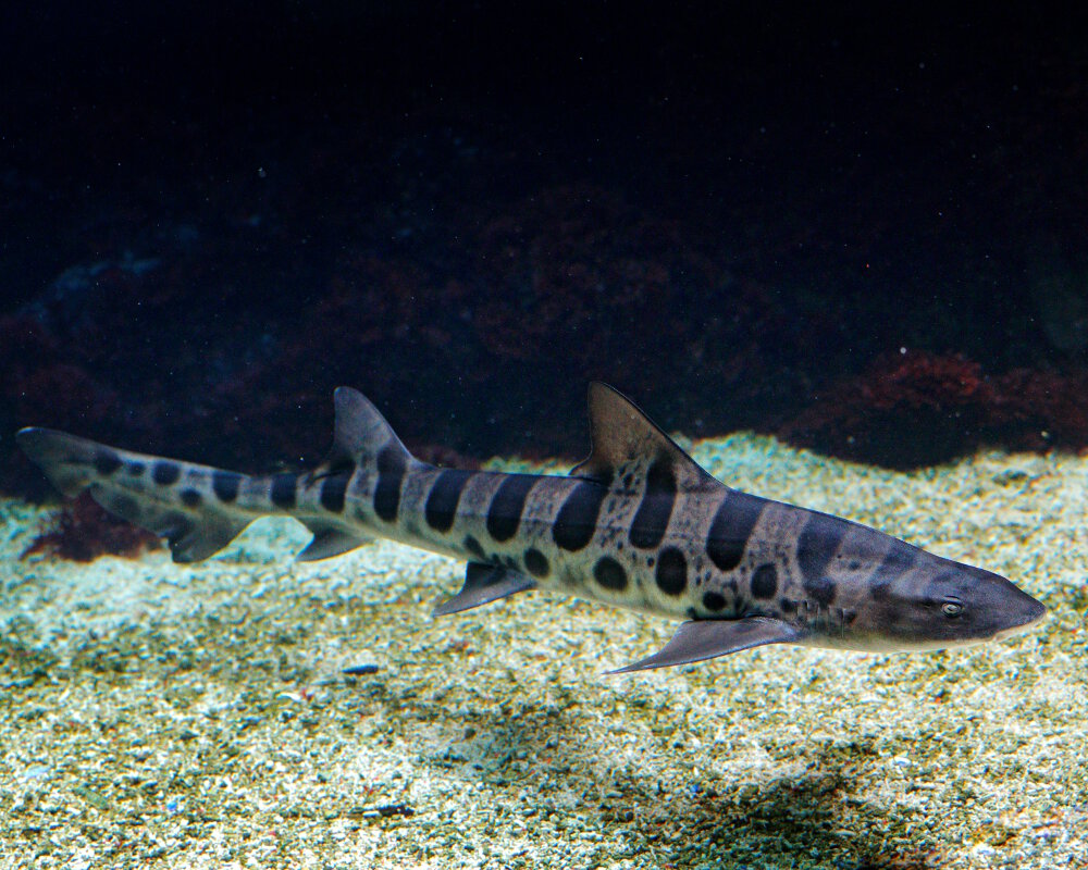 The leopard shark (Triakis semifasciata) The leopard shark (Triakis semifasciata)
