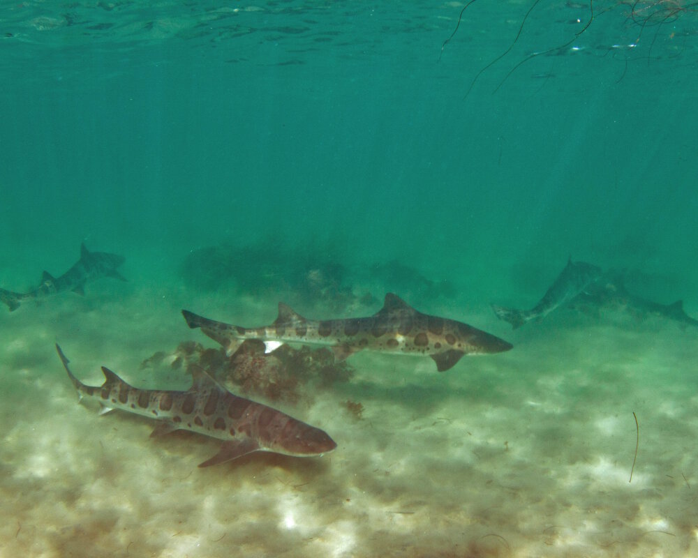 A group of leopard sharks swims close to the seafloor in the Monterey Bay Marine Sanctuary A group of leopard sharks swims close to the seafloor in the Monterey Bay Marine Sanctuary
