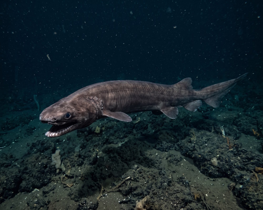 Le requin lézard (Chlamydoselachus anguineus) est un requin des grandes profondeurs à l'apparence très particulière Le requin lézard (Chlamydoselachus anguineus) est un requin des grandes profondeurs à l'apparence très particulière
