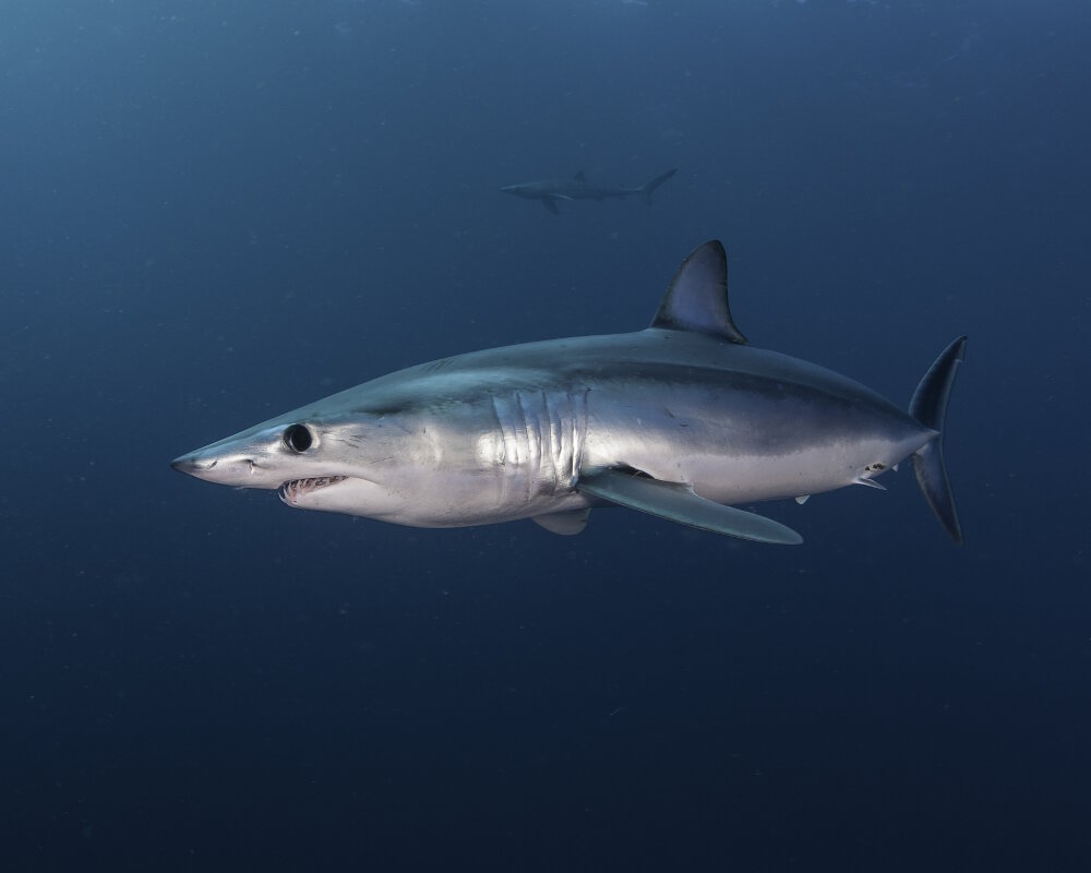 Le requin mako, connu également sous le nom de requin taupe bleu, présente un corps fuselé comme un obus de la tête à la queue. Avec une silhouette taillée pour la vitesse, le requin mako est un redoutable prédateur et surtout le plus rapide des requins au monde !