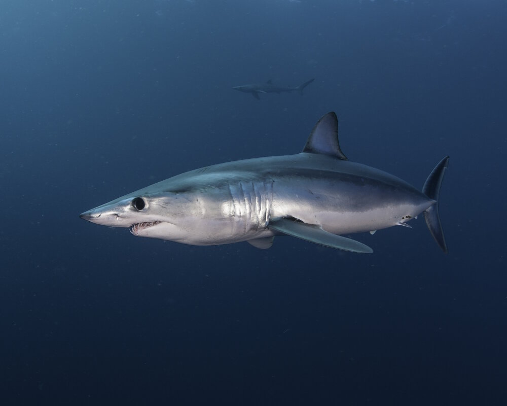 Le requin mako ou requin taupe bleu (Isurus oxyrinchus)