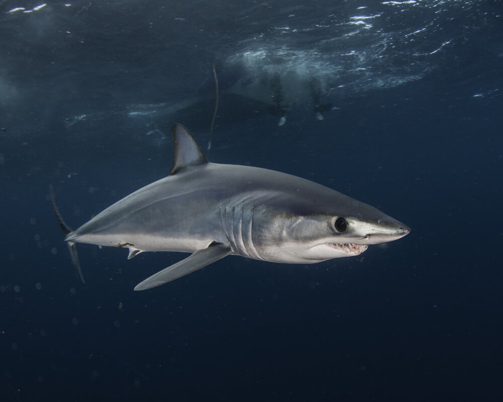 Le requin mako ou requin taupe bleu (Isurus oxyrinchus)