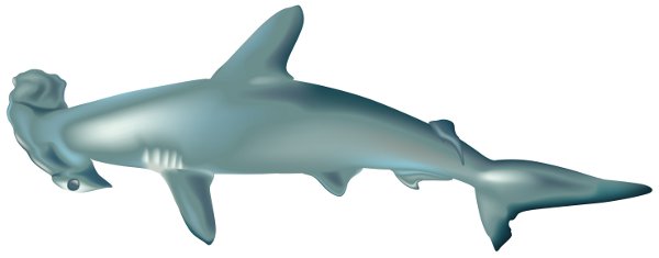 La morphologie du requin marteau