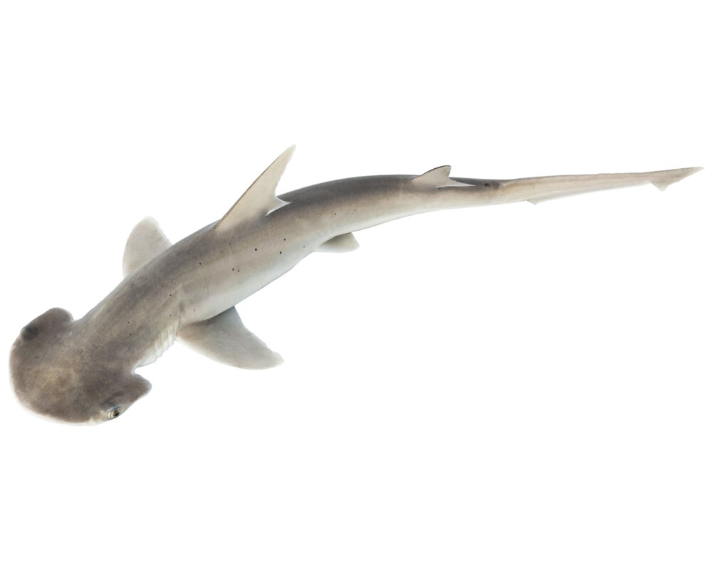 Le requin marteau tiburo (Sphyrna tiburo)