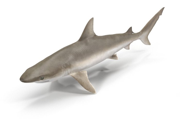 Le requin nez noir (Carcharhinus acronotus) Le requin nez noir (Carcharhinus acronotus)
