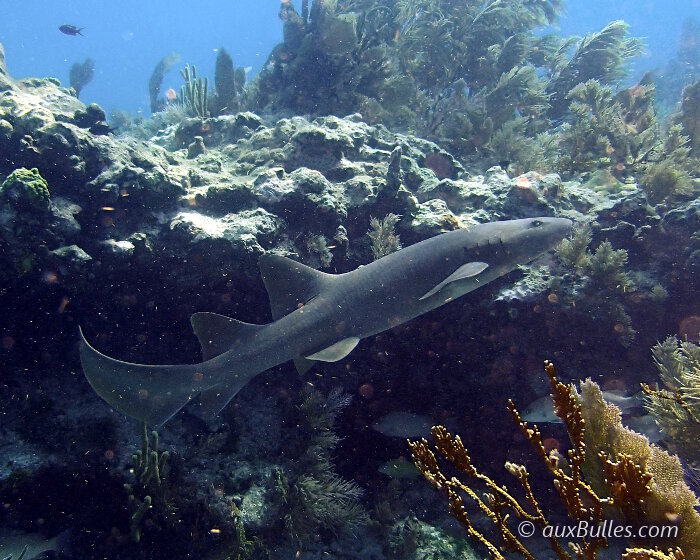 Le requin nourrice (Ginglymostoma cirratum)