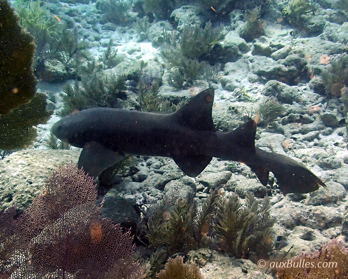 Le requin nourrice (Ginglymostoma cirratum)