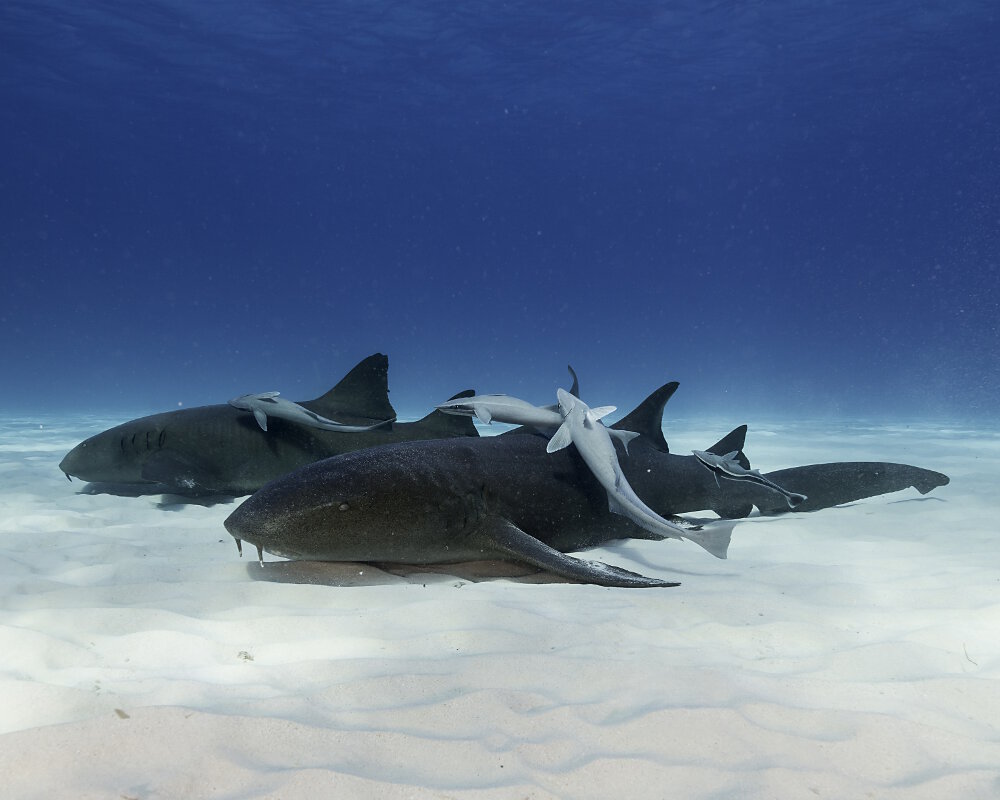 Le requin nourrice (Ginglymostoma cirratum) Le requin nourrice (Ginglymostoma cirratum)