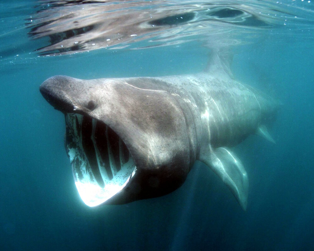 Le requin pèlerin (Cetorhinus maximus)