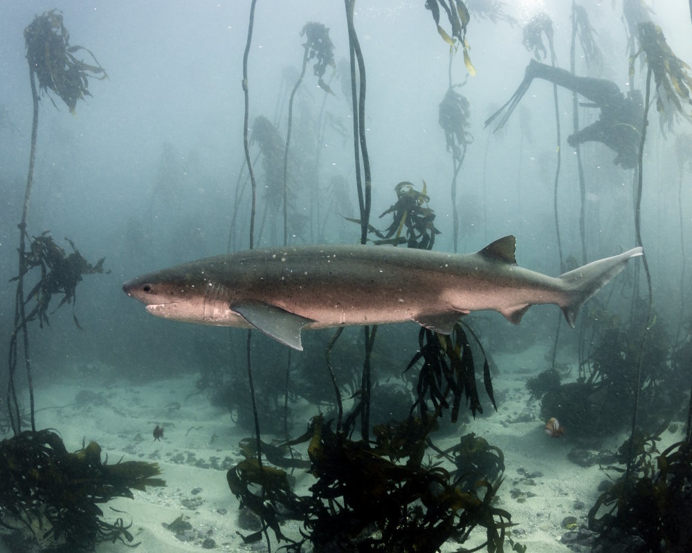 A broadnose sevengill shark swimming among the kelp forests of False Bay, Simon's Town, South Africa