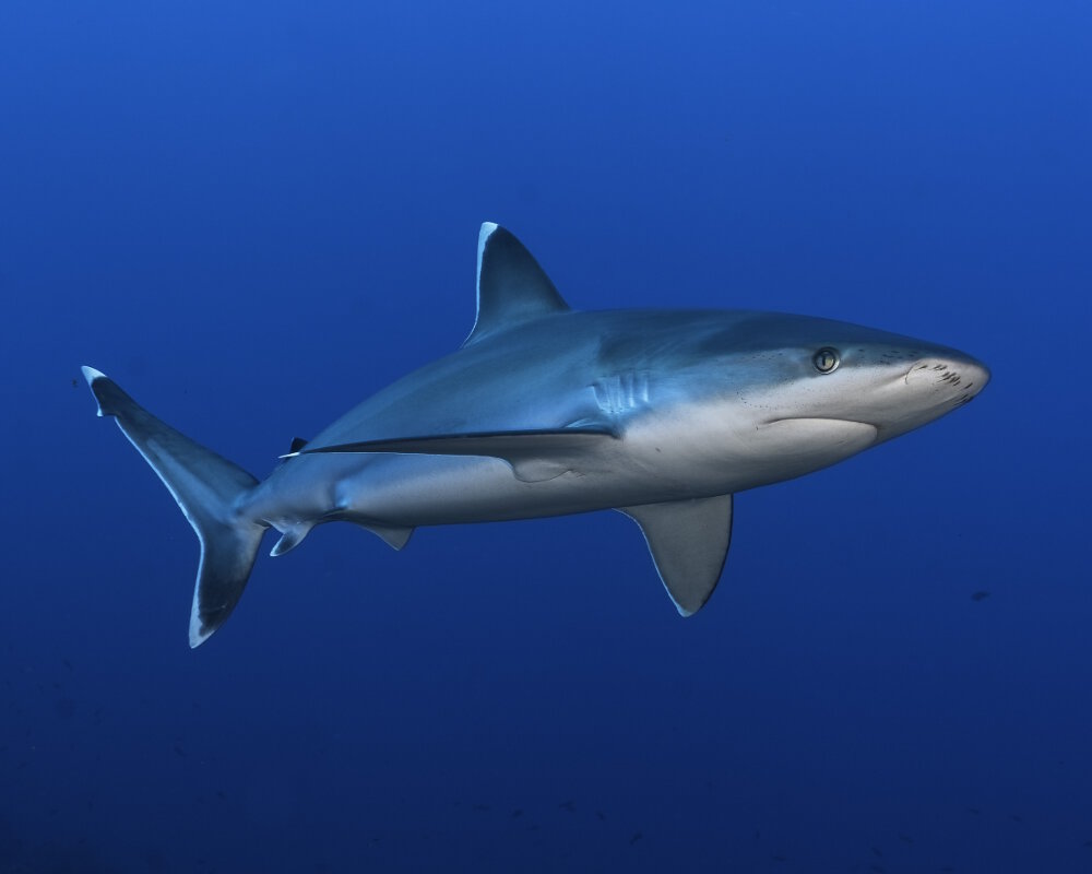 Le requin pointe blanche (Carcharhinus albimarginatus)