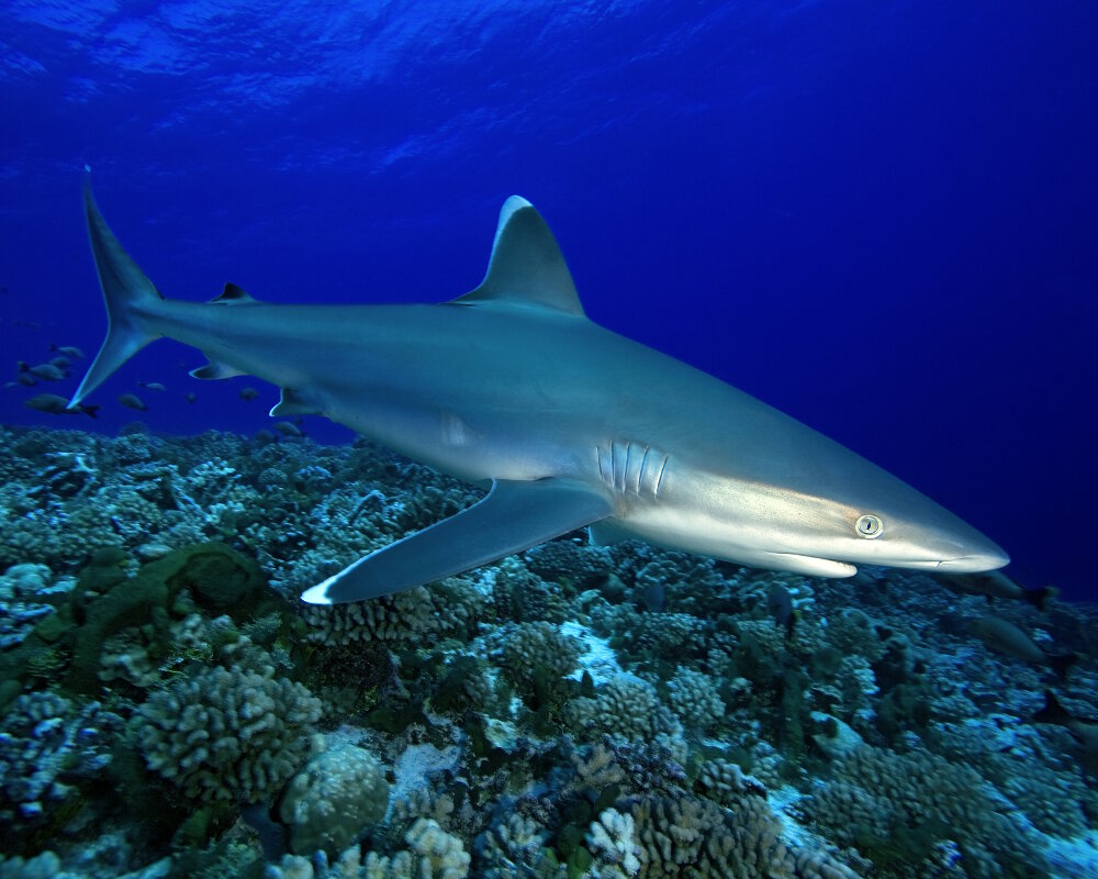 Le requin pointe blanche (Carcharhinus albimarginatus)