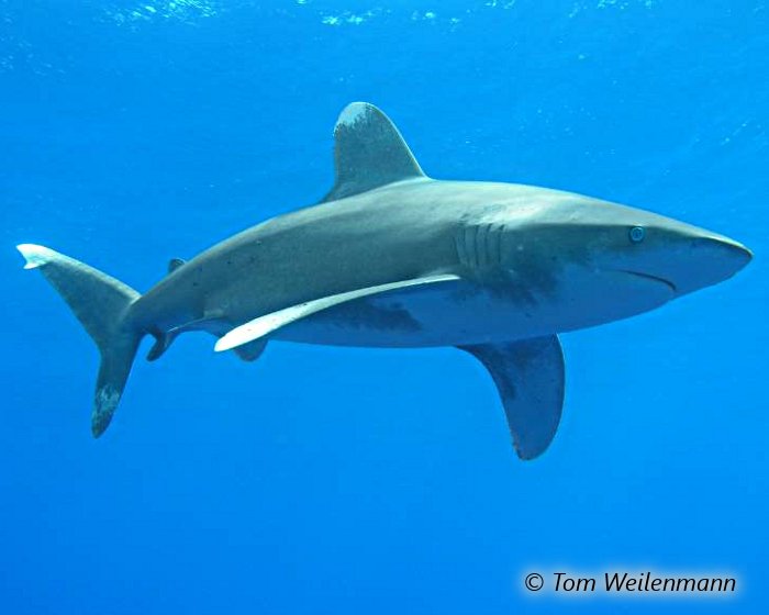 L'extrémité des nageoires blanche et arrondie caractérise le requin longimanus !