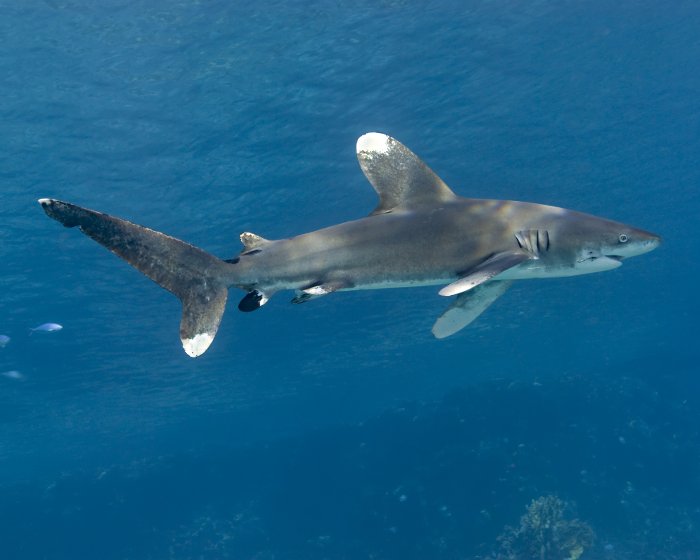 Le requin longimanus est un requin pélagique qui vit généralement en solitaire au large.