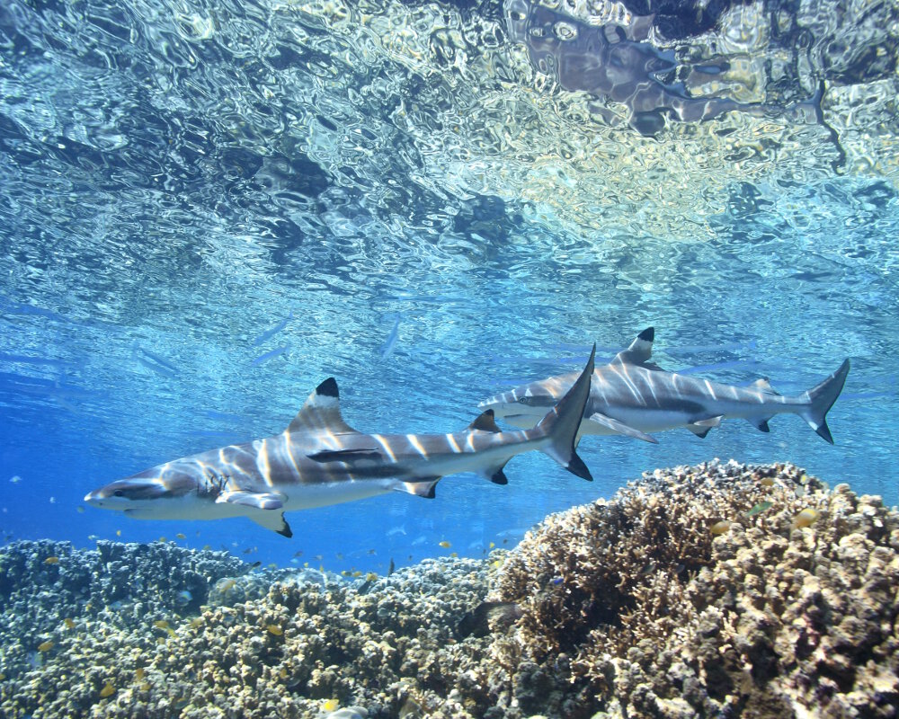Le requin pointe noire est reconnaissable à la pointe de son aileron de couleur noire ! Le requin pointe noire est reconnaissable à la pointe de son aileron de couleur noire !