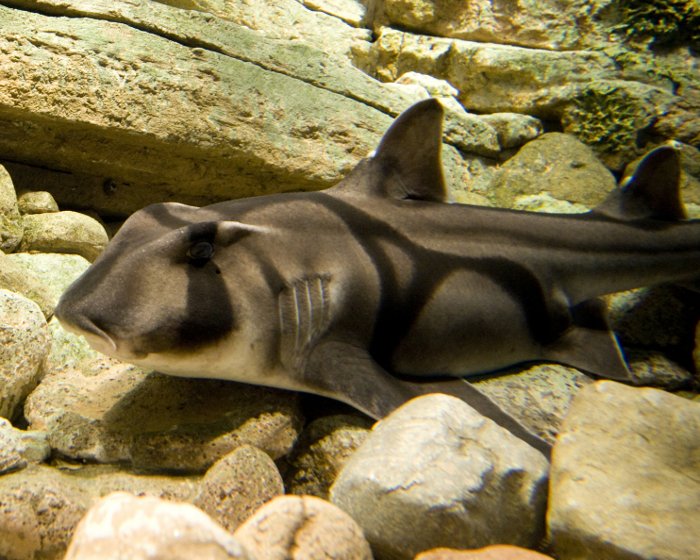 Le requin de Port Jackson est de couleur brune avec son dos recouvert d'un motif sombre semblable à un harnais !