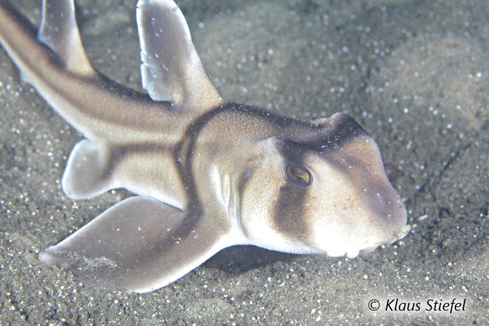 La tête du requin dormeur taureau est large avec un front proéminant.