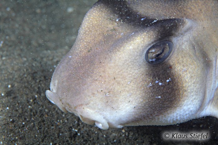 Le requin dormeur taureau possède un odorat particulièrement développé !