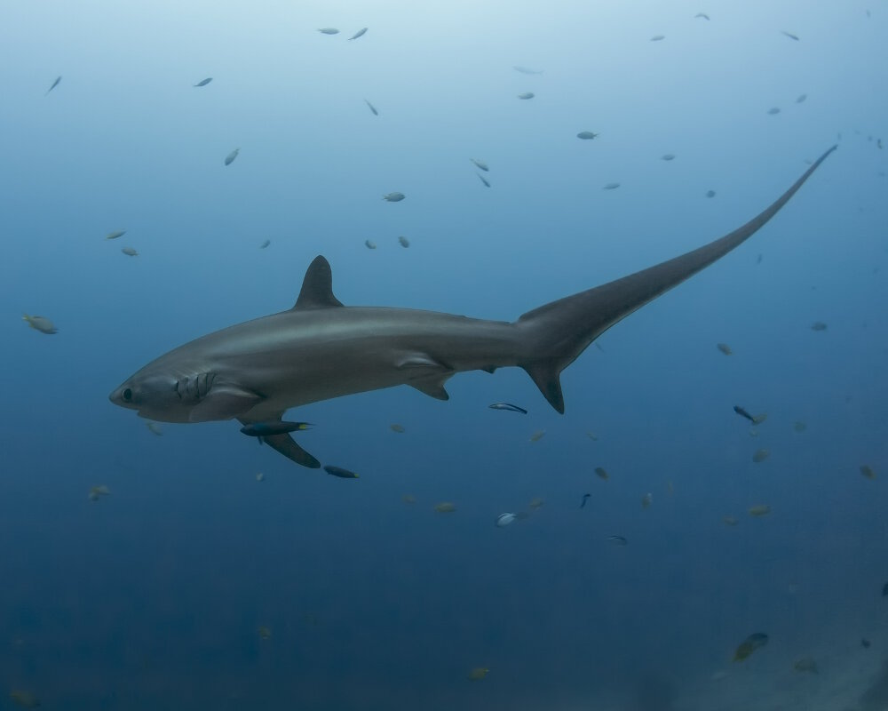 Le requin renard pélagique est facilement identifiable par la forme caractéristique de sa queue.