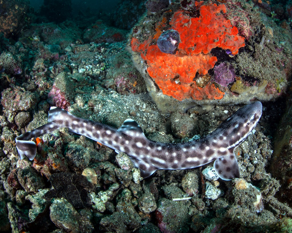 La roussette de corail (Atelomycterus marmoratus)
