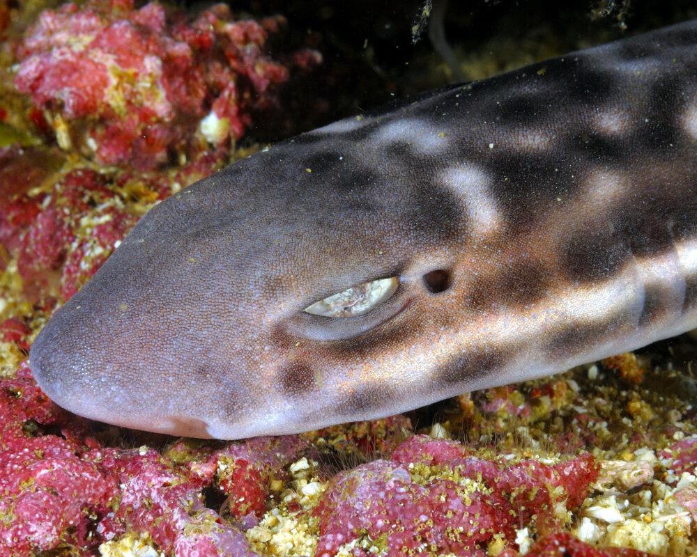 La roussette de corail (Atelomycterus marmoratus)