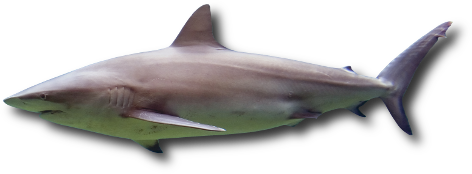 Le requin sombre (Carcharhinus obscurus) Le requin sombre (Carcharhinus obscurus)
