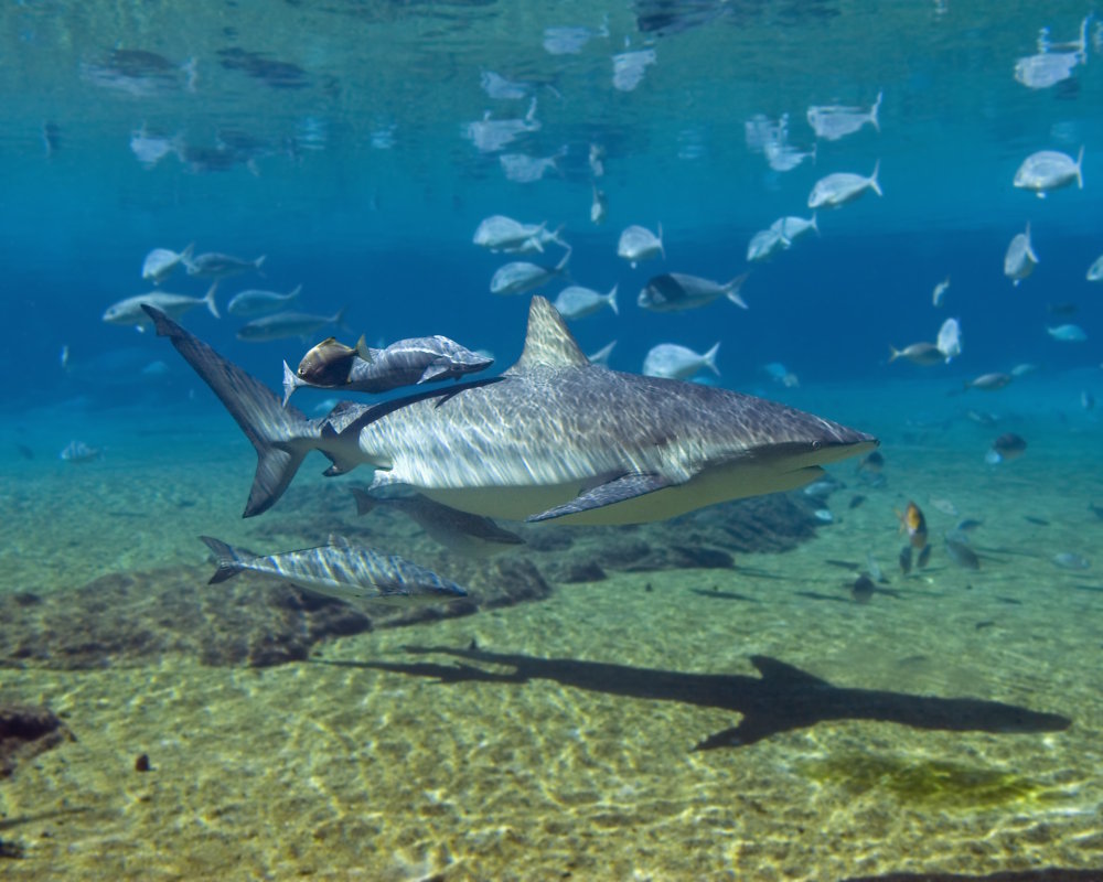 The dusky shark (Carcharhinus obscurus) The dusky shark (Carcharhinus obscurus)